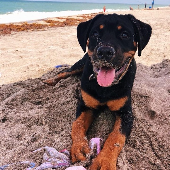 Meet your Posher, Trevor - Picture 1 of 1